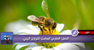 النحل الحارس الصامت للتوازن البيئي
