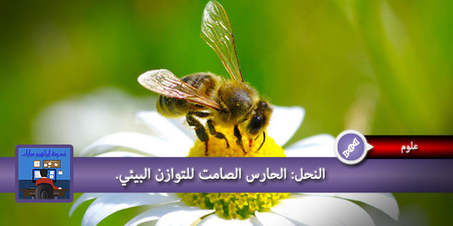 النحل الحارس الصامت للتوازن البيئي