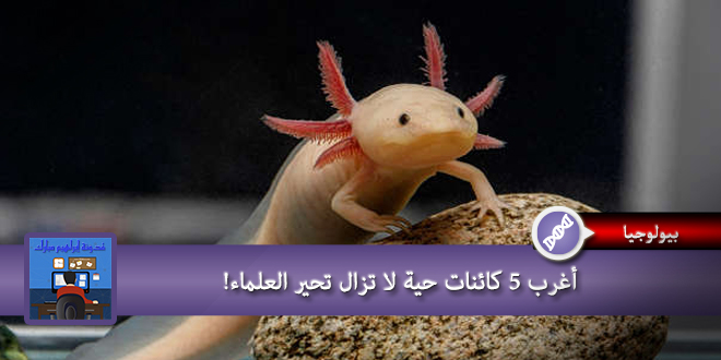 أغرب 5 كائنات حية لا تزال تحير العلماء